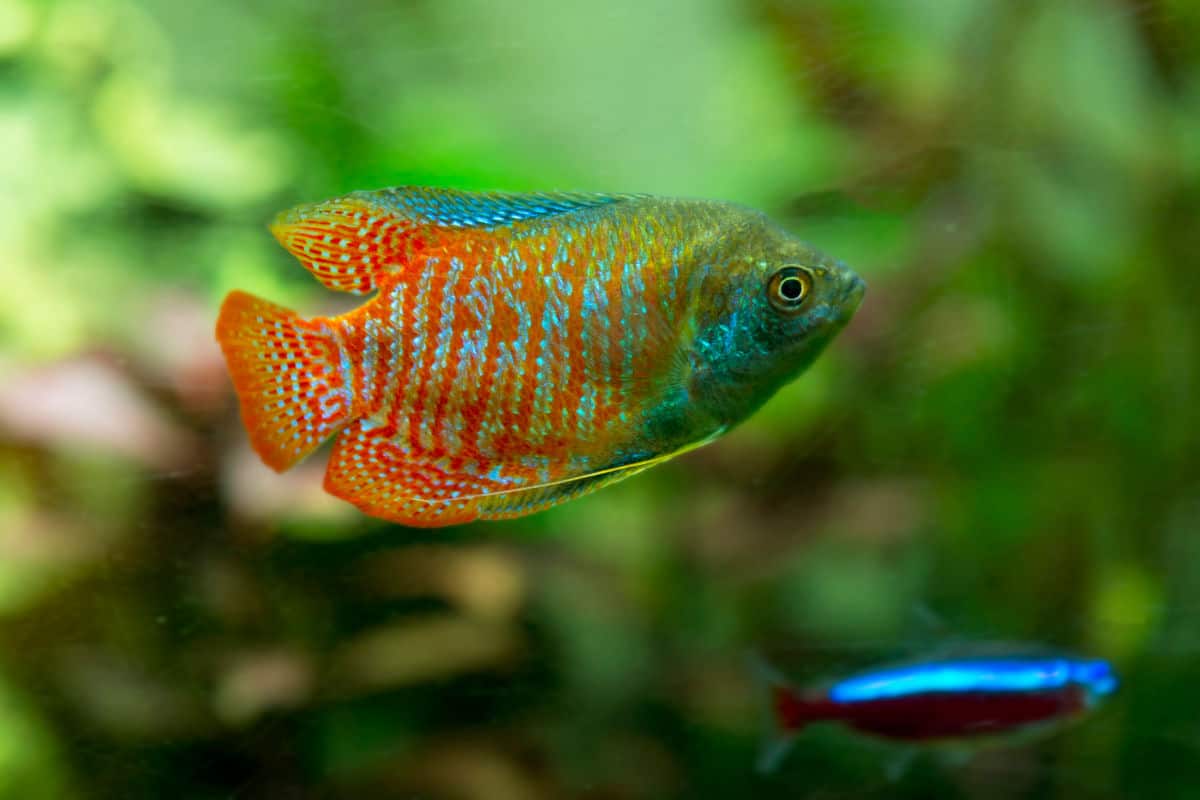 Close up of a multi-colored dwarf gourami