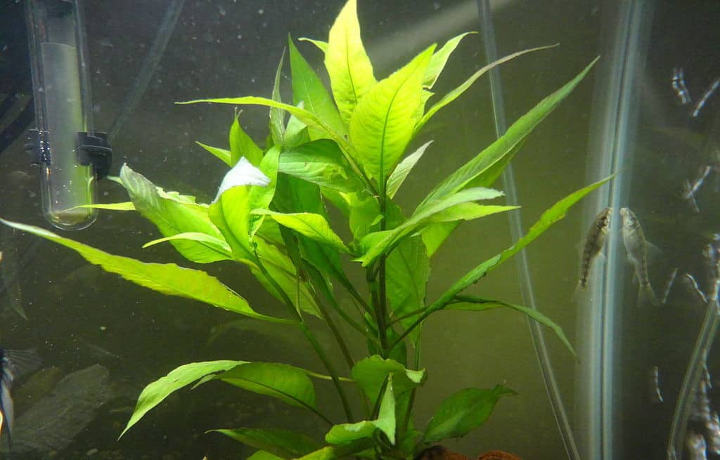 Hygrophila corymbosa in a home aquarium