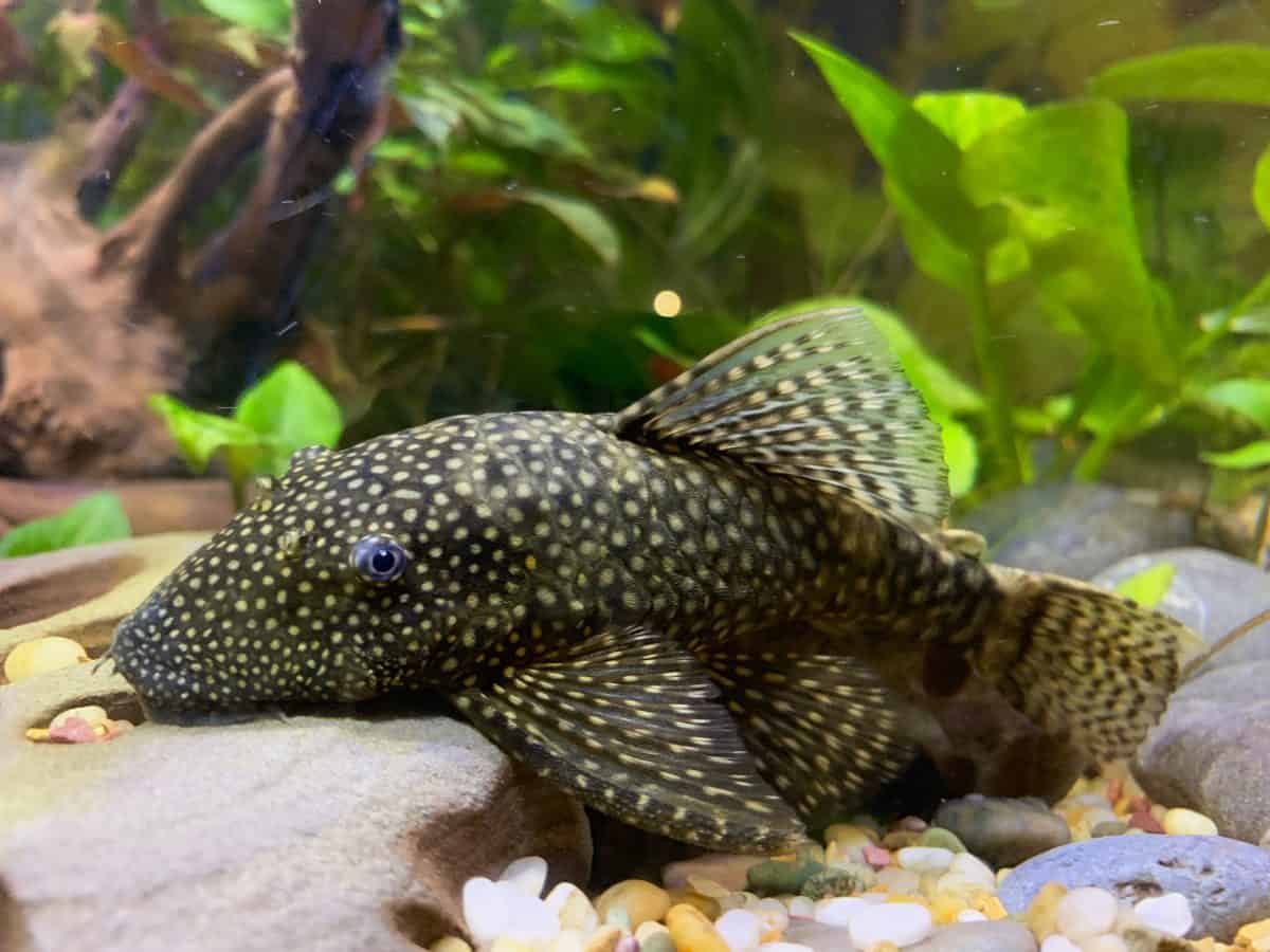 A bristlenose pleco resting at the bottom of its aquarium