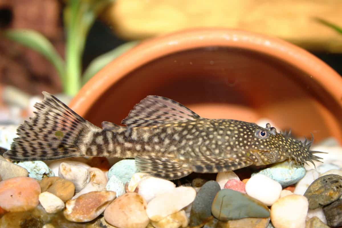 A bristlenose pleco resting on gravel in front of half a plant pot