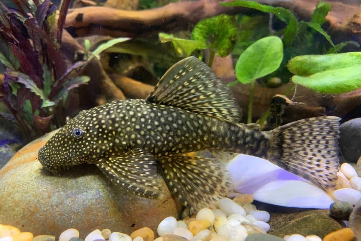 A spotty bristlenose pleco resting on a rock at the bottom of its tank