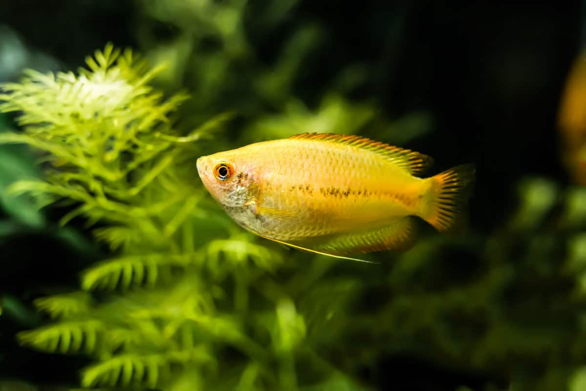 Close up of a honey gourami swimming in a planted tank