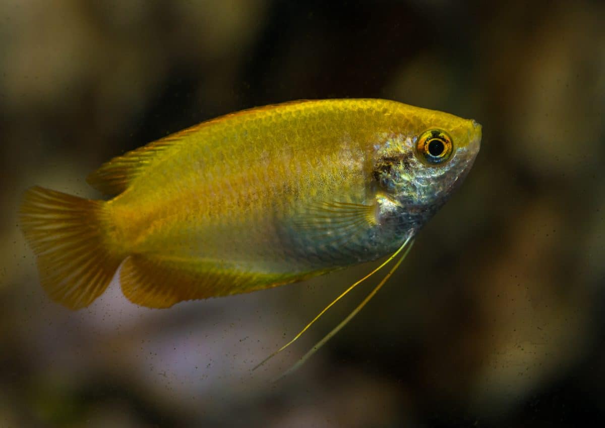 Macro shot of a honet gourami against a blurred background