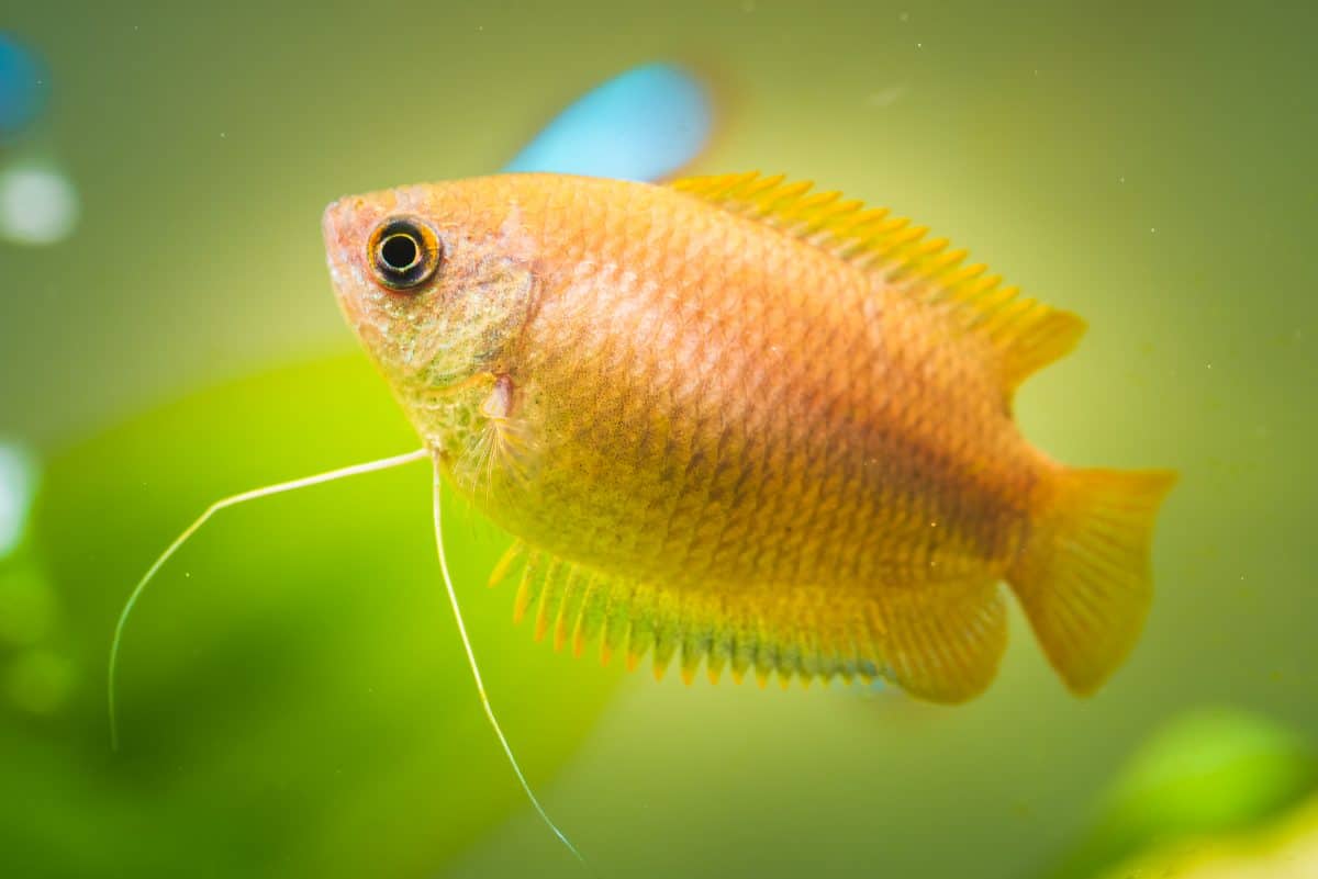 A honey gourami swimming, against a soft focus, planted aquarium background