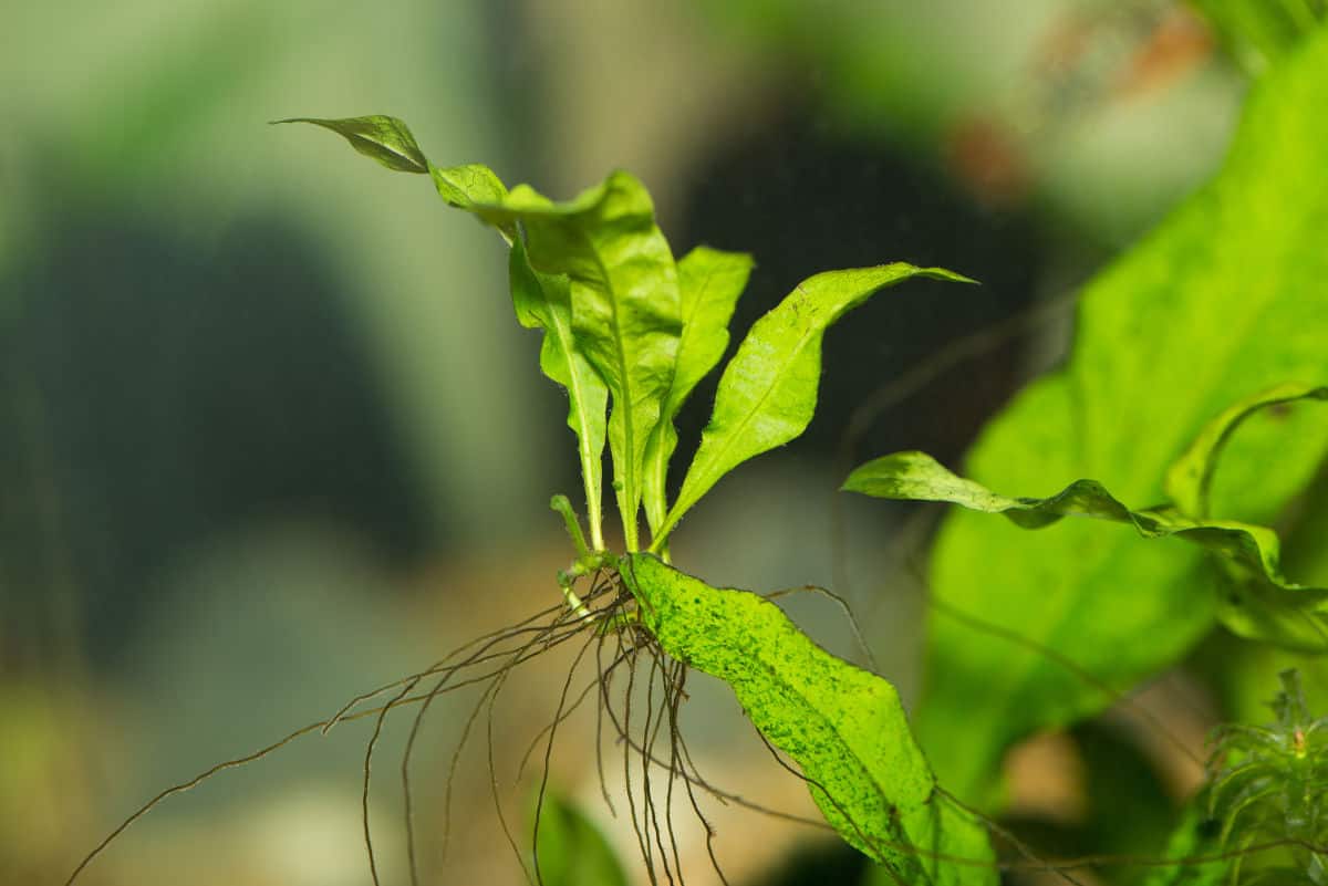 Java fern plant, looking like it's grown out of the water