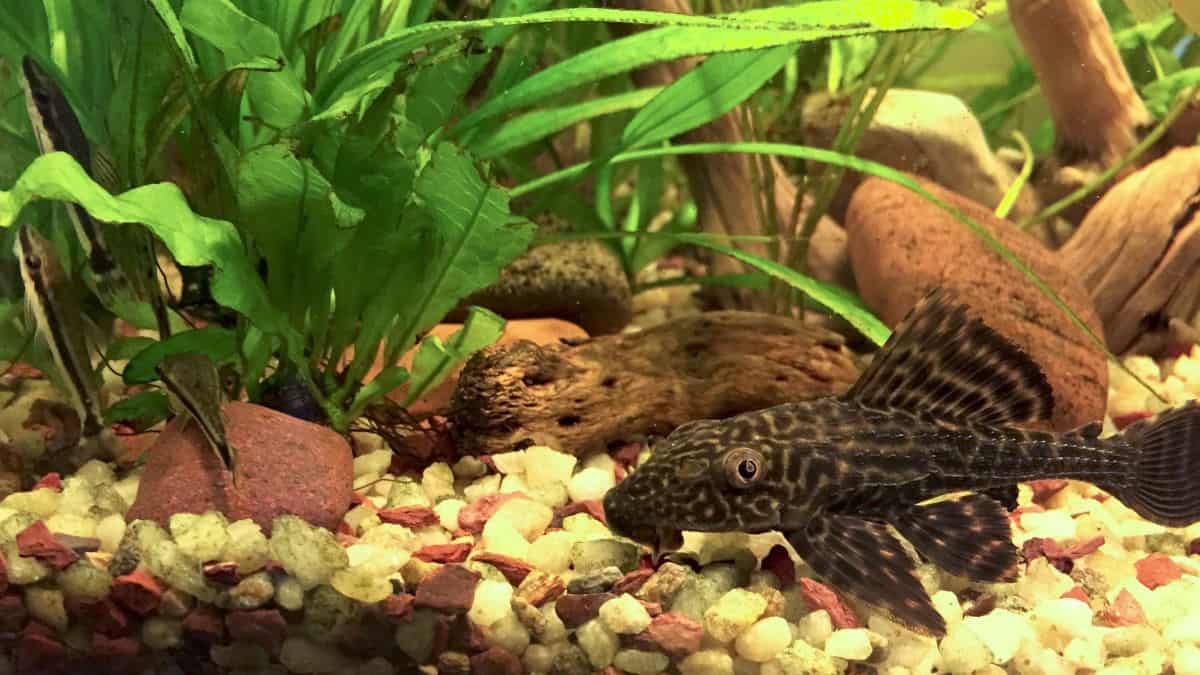 java fern and pleco at the bottom of a gravel lined tank