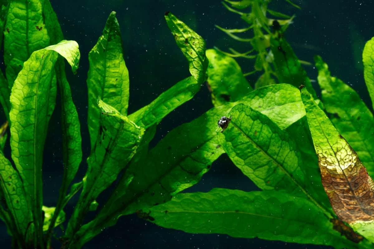Close up of some lush green Java fern in an aquarium