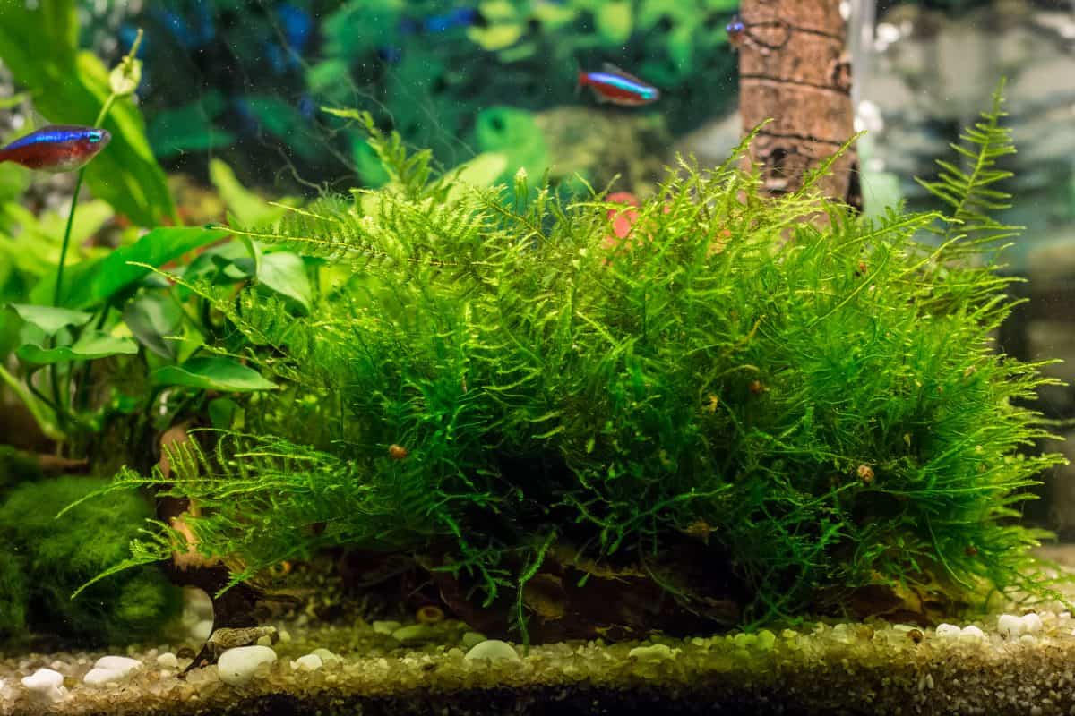 Jav moss growing from a gravel bottom lined fish tank