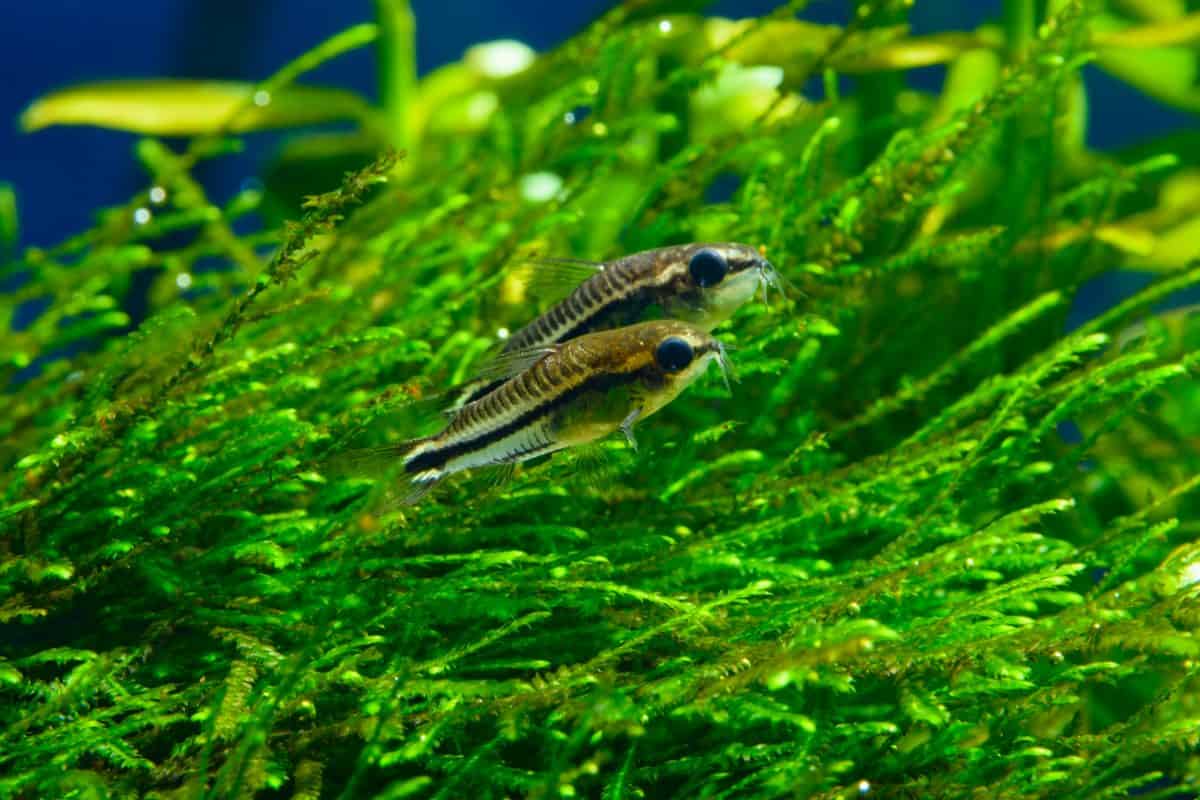 Close up shot of two tetra in some java moss