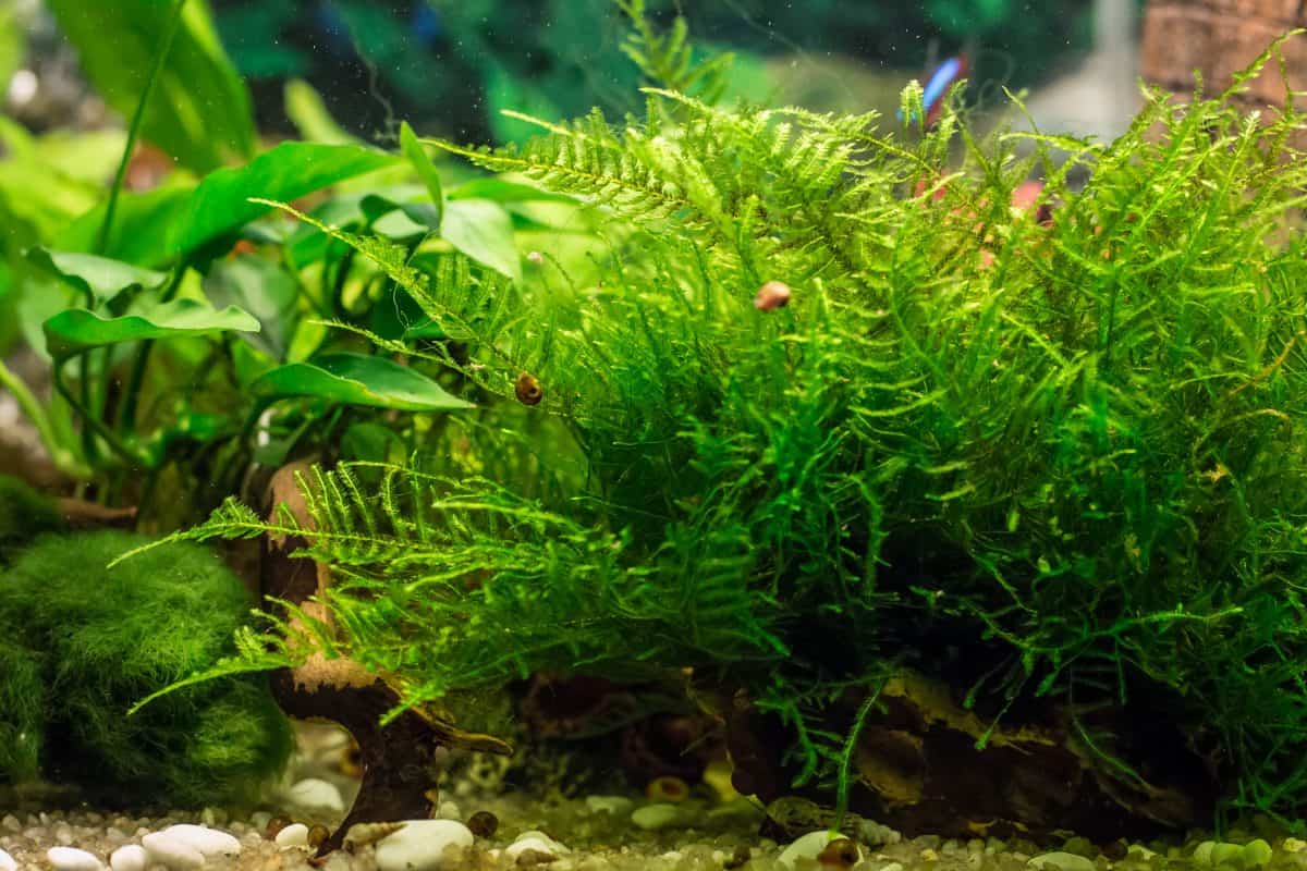 A large clump of java moss in a planted aquarium