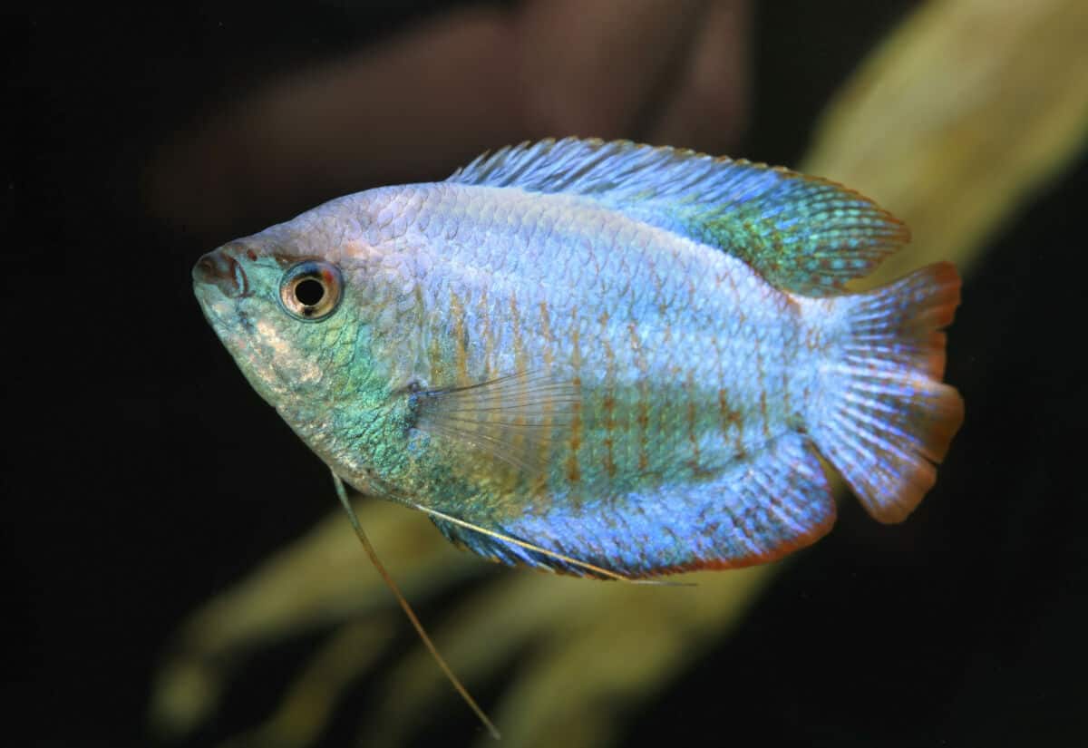 A pale colored dwarf gourami