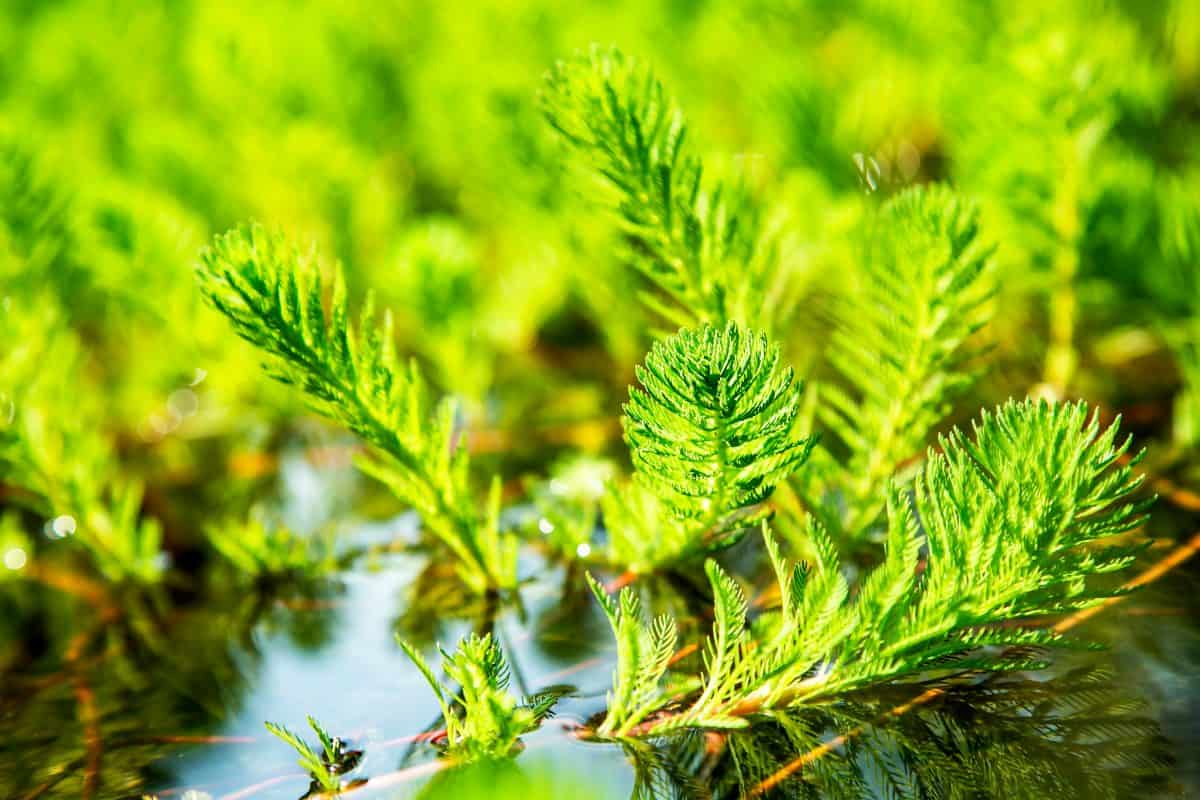 Some bright green parrot feather, growing out of a reflective water surface