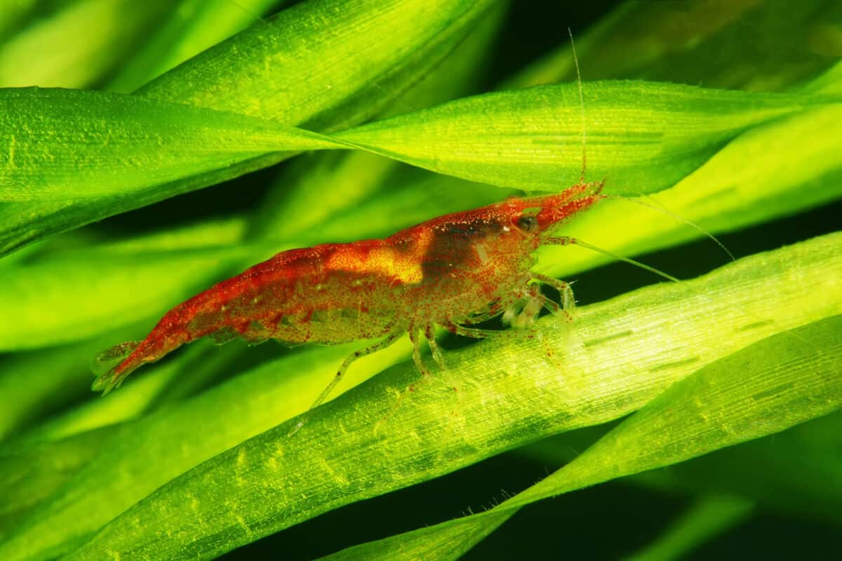 A red cherry shrimp resting on a blade like plant leaf
