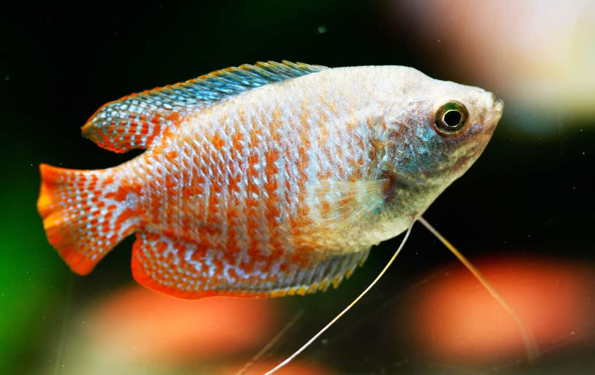 A red and silver dwarf gourami