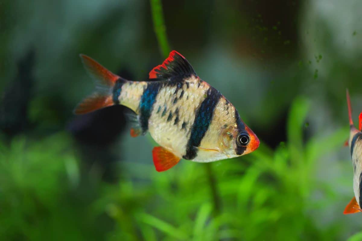 close up of a tiger barb in a planted tank