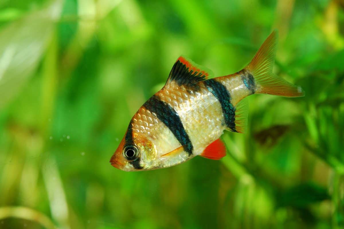 Macro shot of a black striped tiger babr, with a blurred green plant background