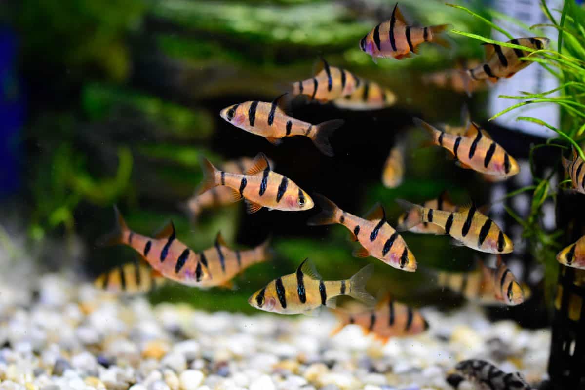 a tiger barb community in a light gravel covered, planted tank