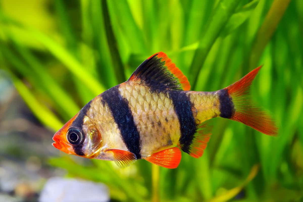 Close up of a black striped, orange fin tipped tiger barb in a planted tank