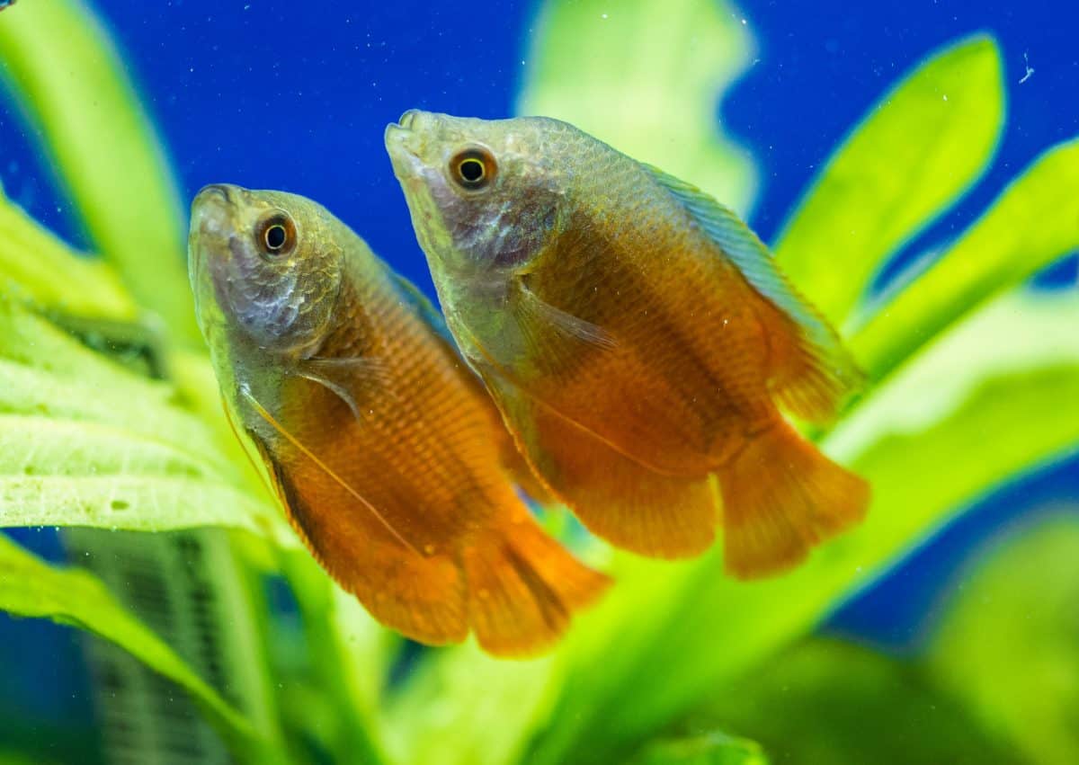 two honey gourami in a planted tank