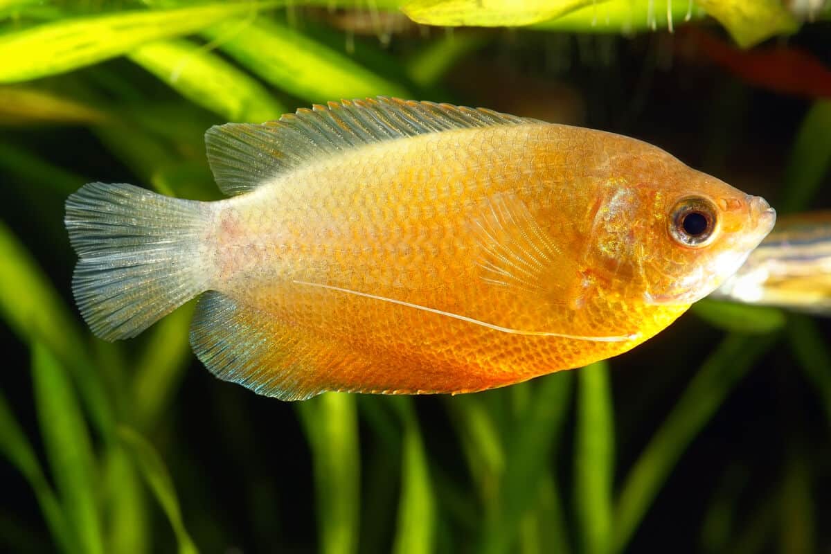 A yellow colored dwarf gourami