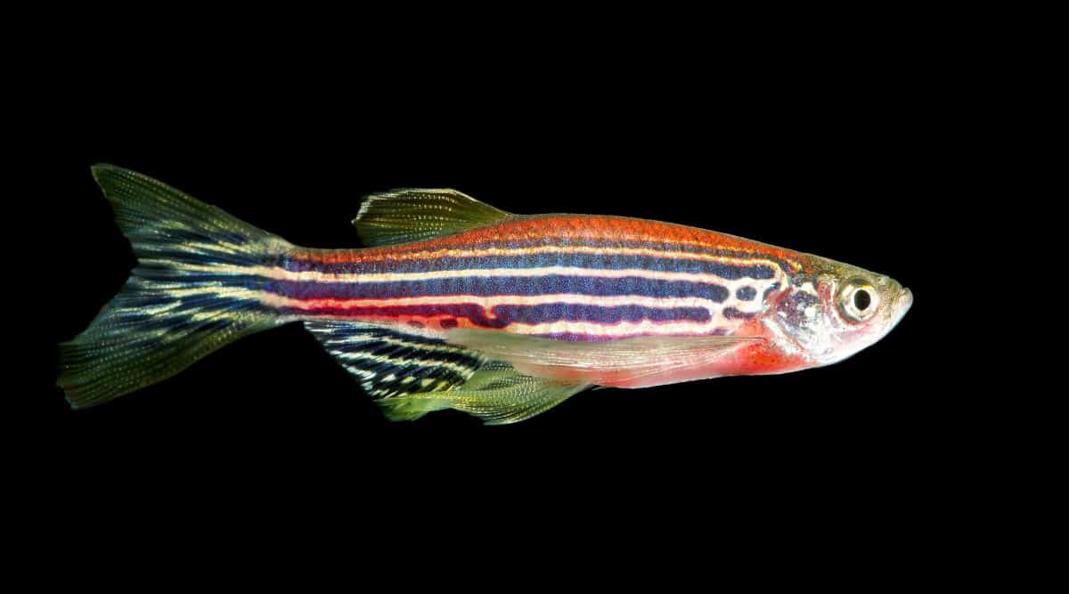 A zebra danio fish isolated on black