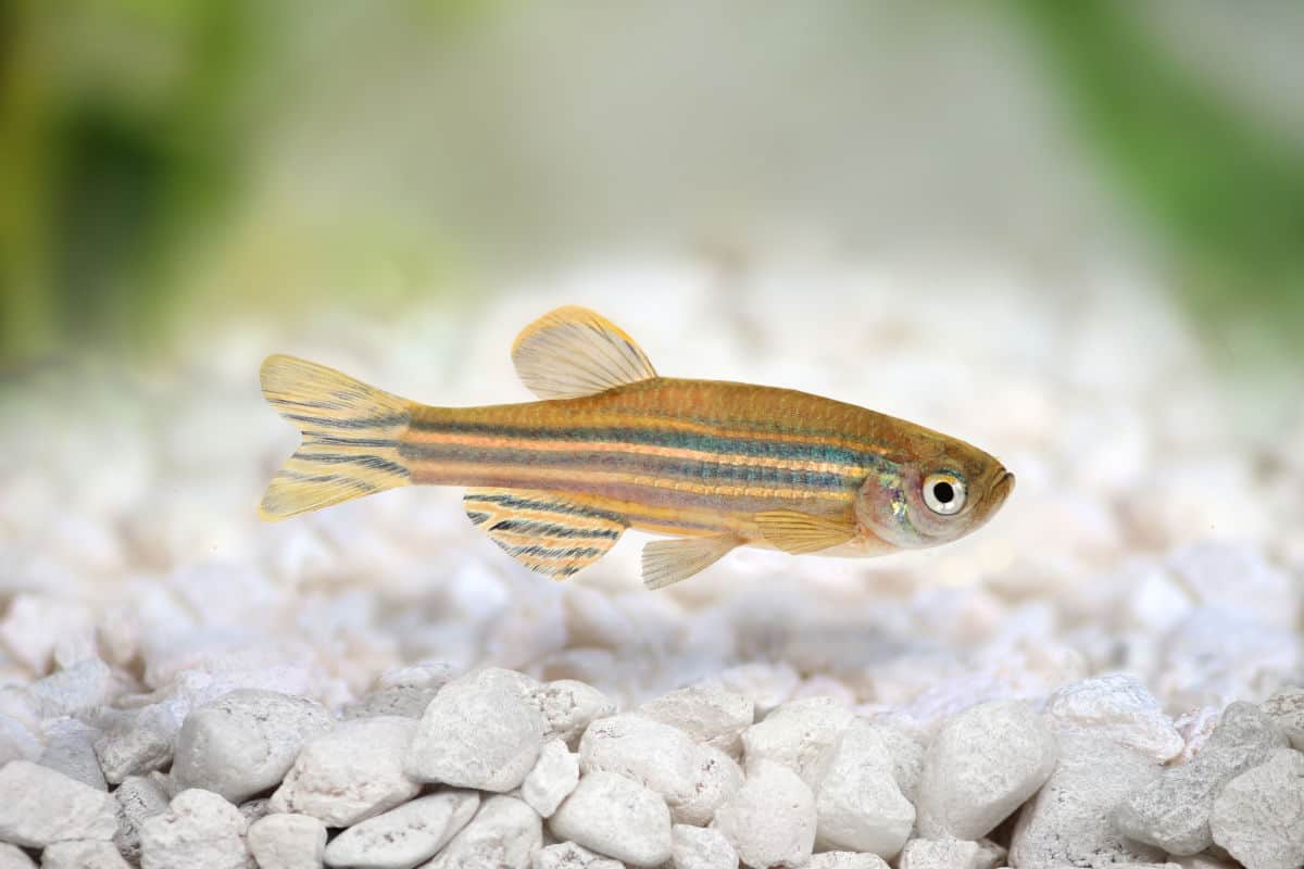 A zebra danio at the bottom of an aquarium lined with white colored gravel