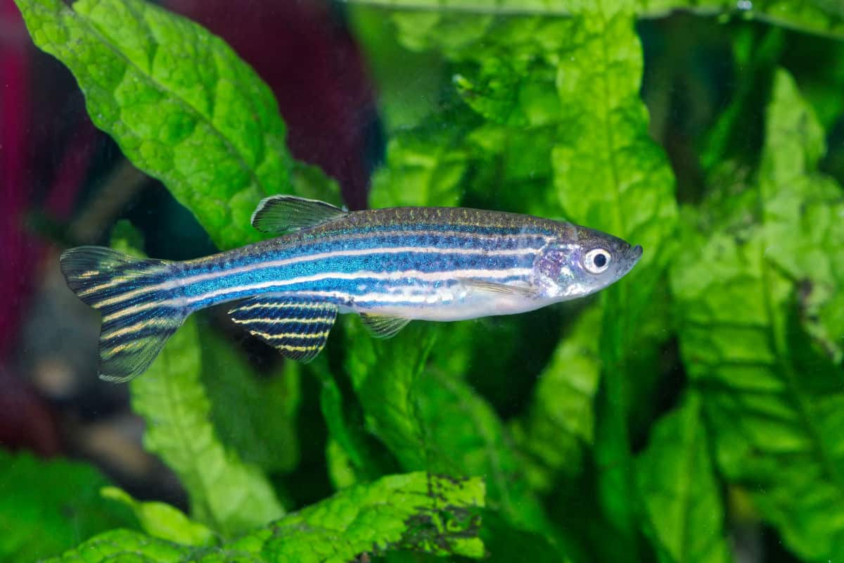 Zebrafish (Danio rerio) in planted aquarium