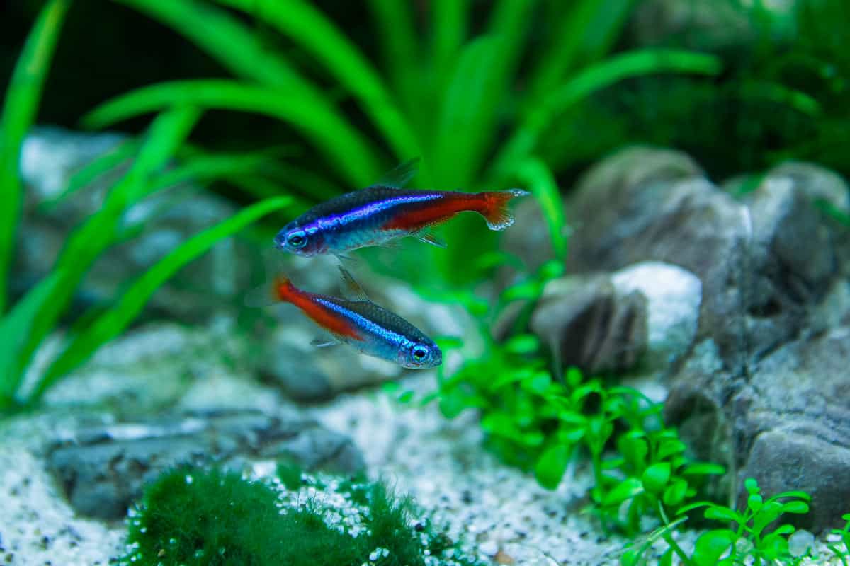 2x neon tetra in a small 5 gallon fish tank