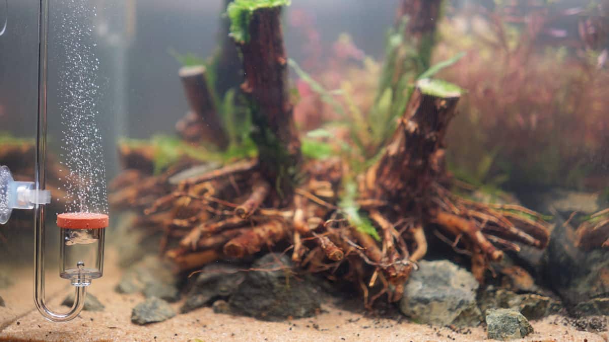 An aquarium co2 diffuser bubbling in an aquarium