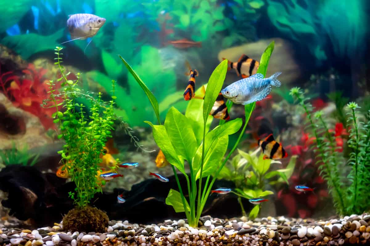 A wide angle shot of a tropical fish tank aquarium
