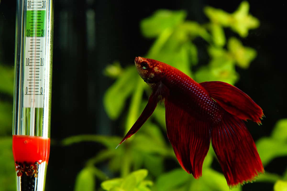 A red betta fish looking at an aquarium thermometer