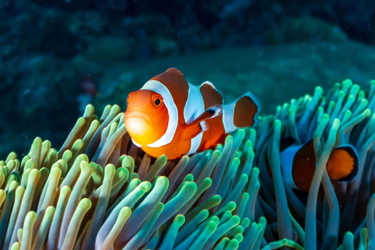 A colorful clown fish in living coral