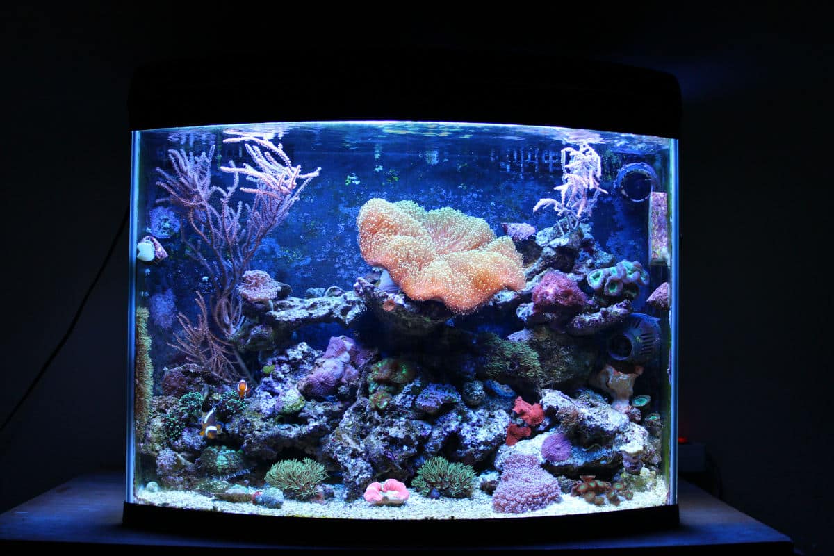 Close up of a nano reef tank, well illuminated in an otherwise dark room