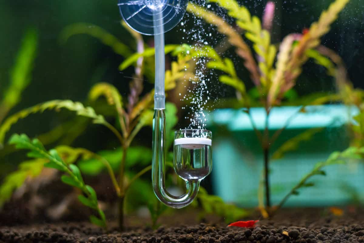 A co2 diffuser bubbling in aquarium water