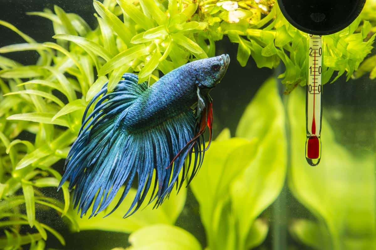 A blue betta looking at a fish tank thermometer stuck to the glass with a suction cup