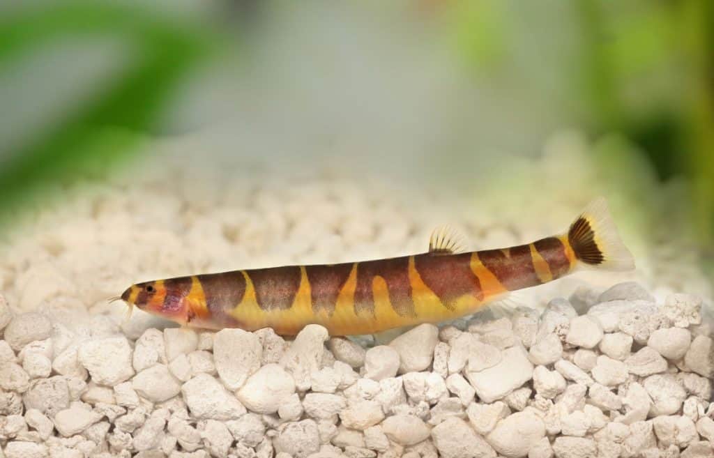 A kuhli roach in an aquarium with light colored gravel