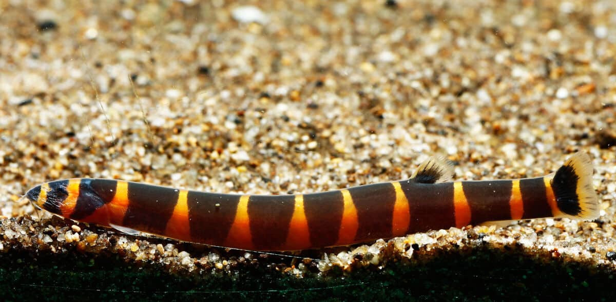 Orange and black Kuhli loach on light gravel