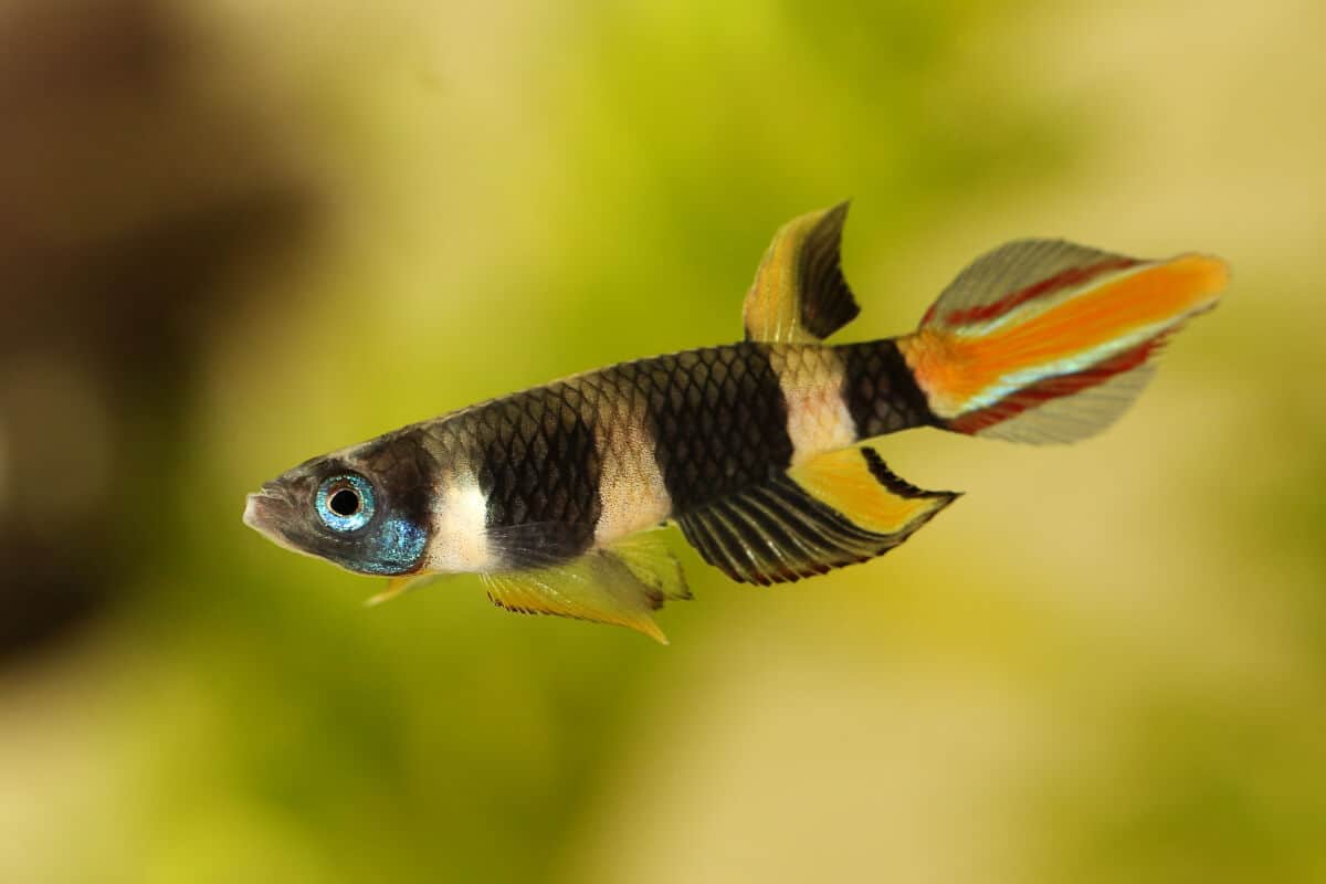 A clown killifish against a blurred background