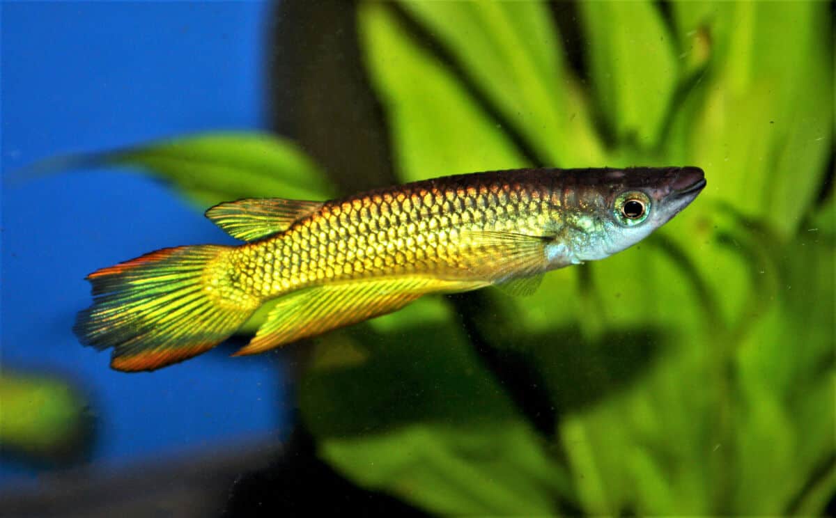 golden wonder killifish in a planted tank