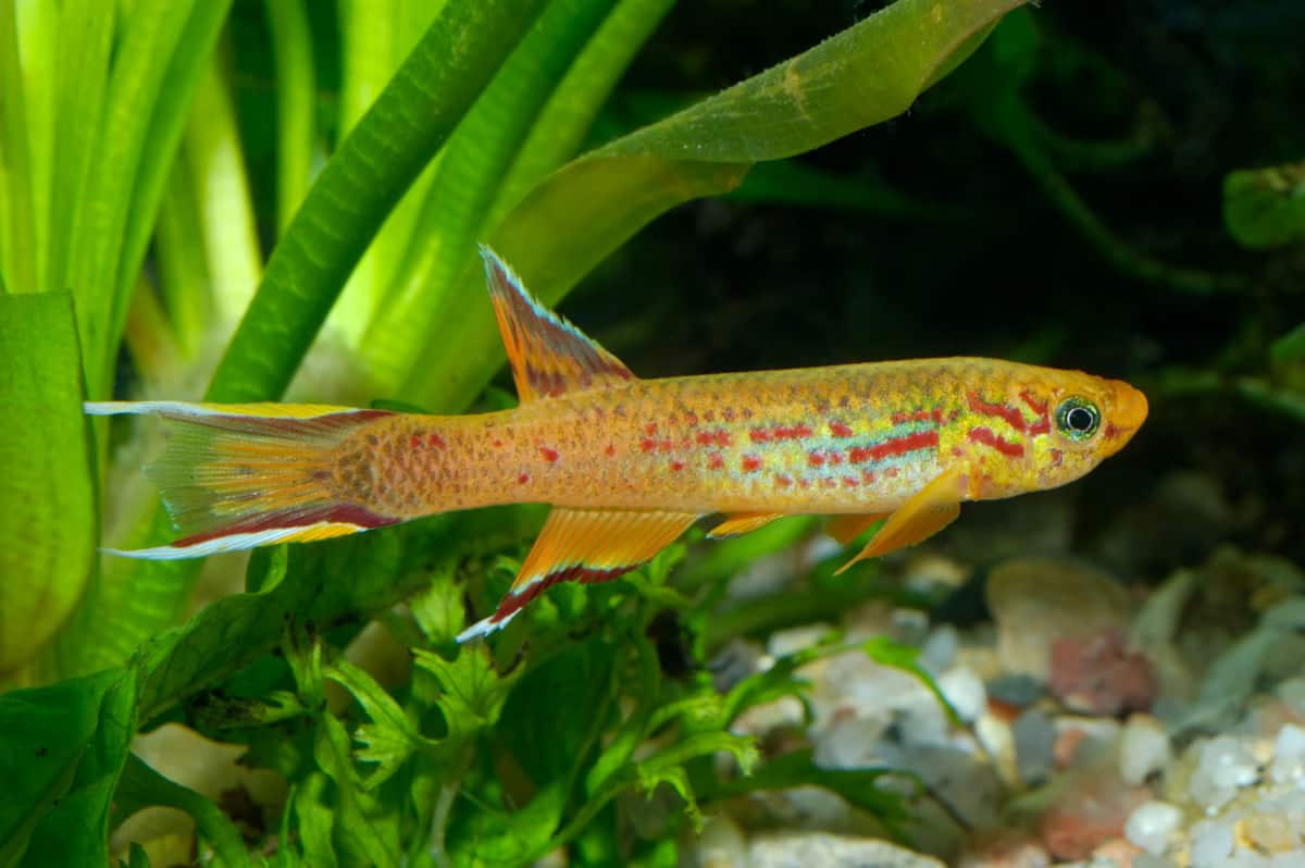 A single killifish in a planted tank