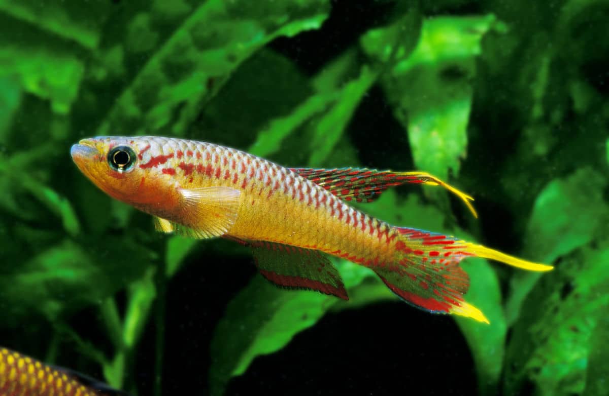 Killifish in a planted aquarium