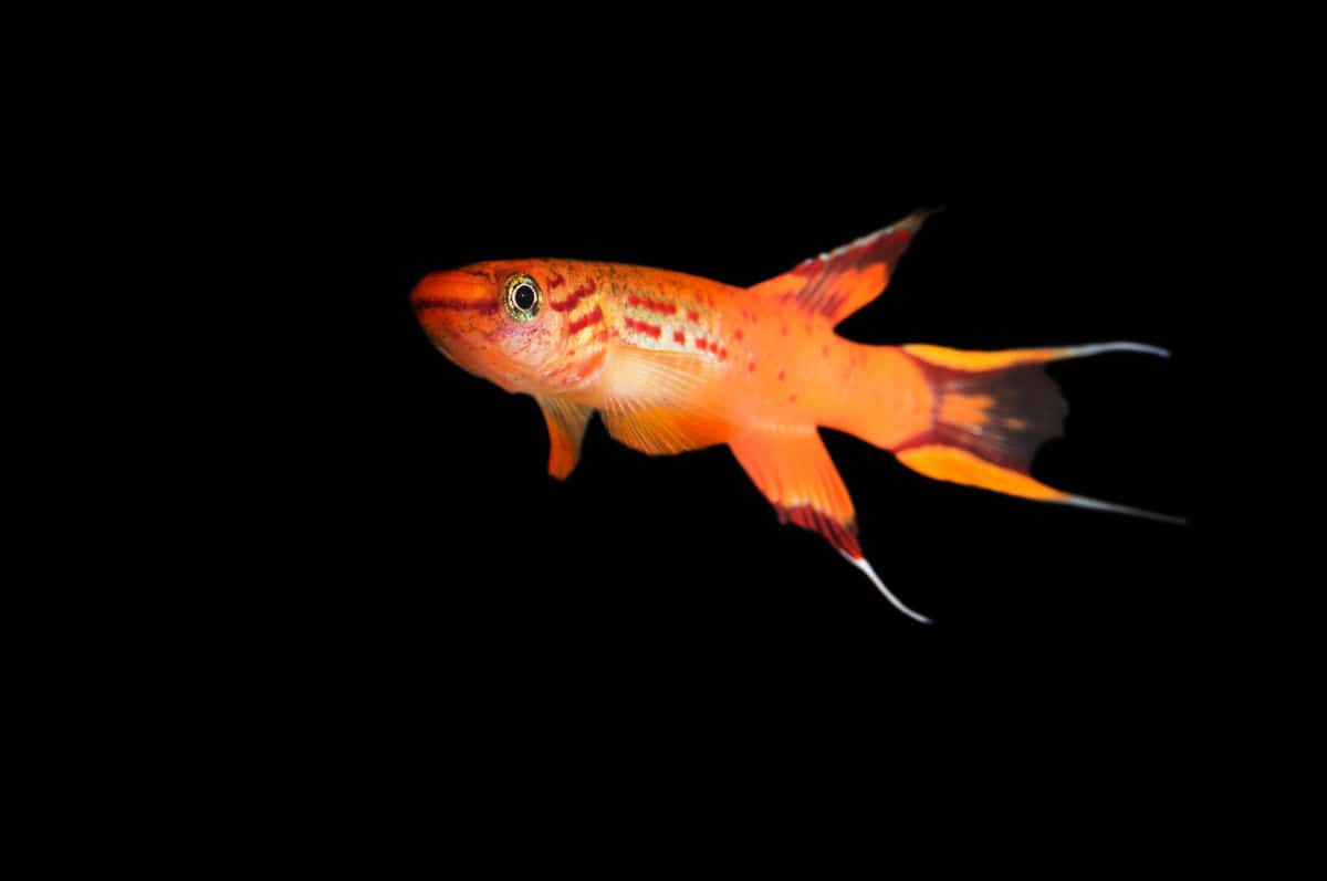 An orange killifish isolated on a black background