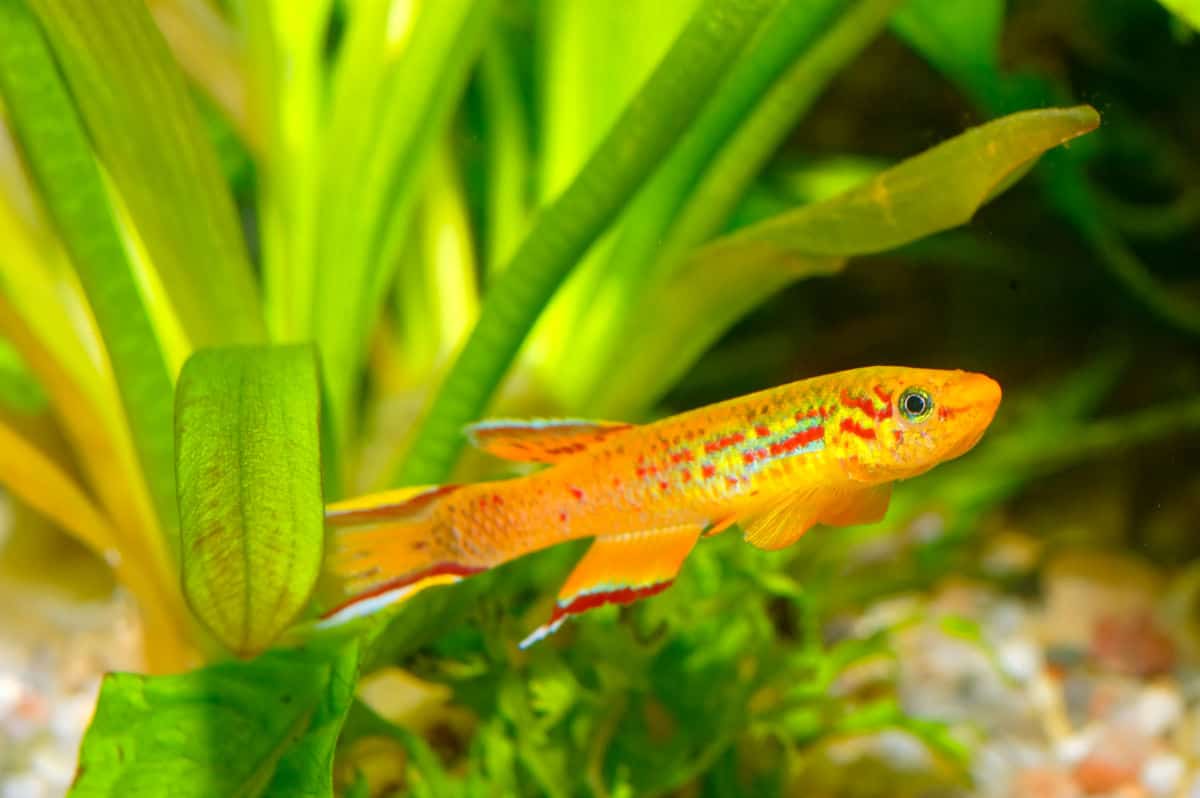 A brightly colored killifish against a planted tank background