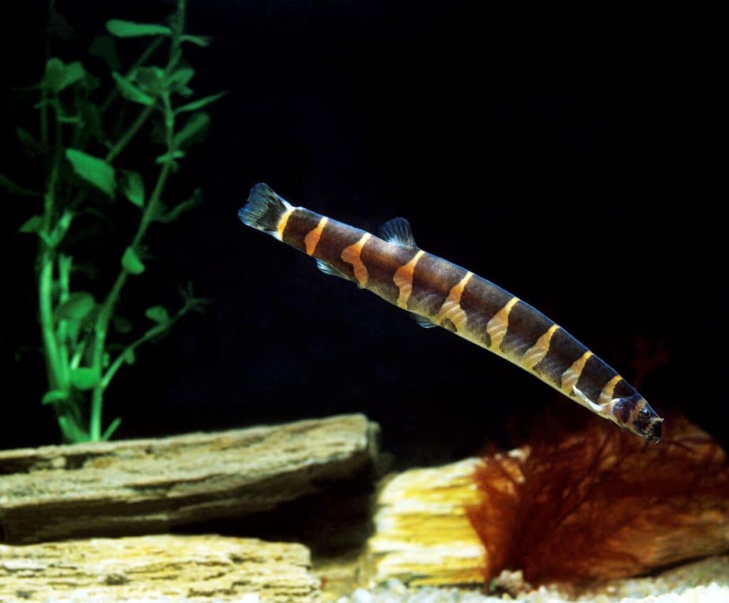 kuhli loach in a dark aquarium tank