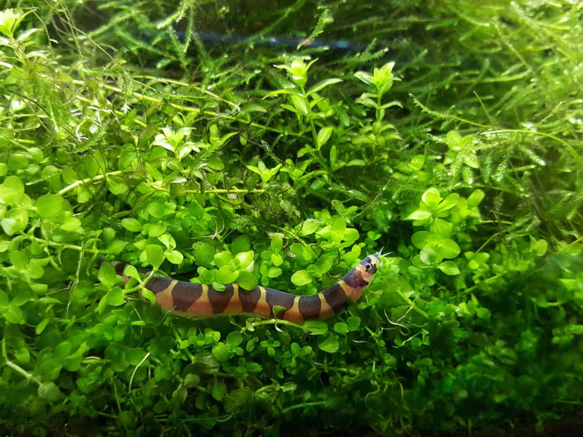 kuhli loach hiding in aquarium plants