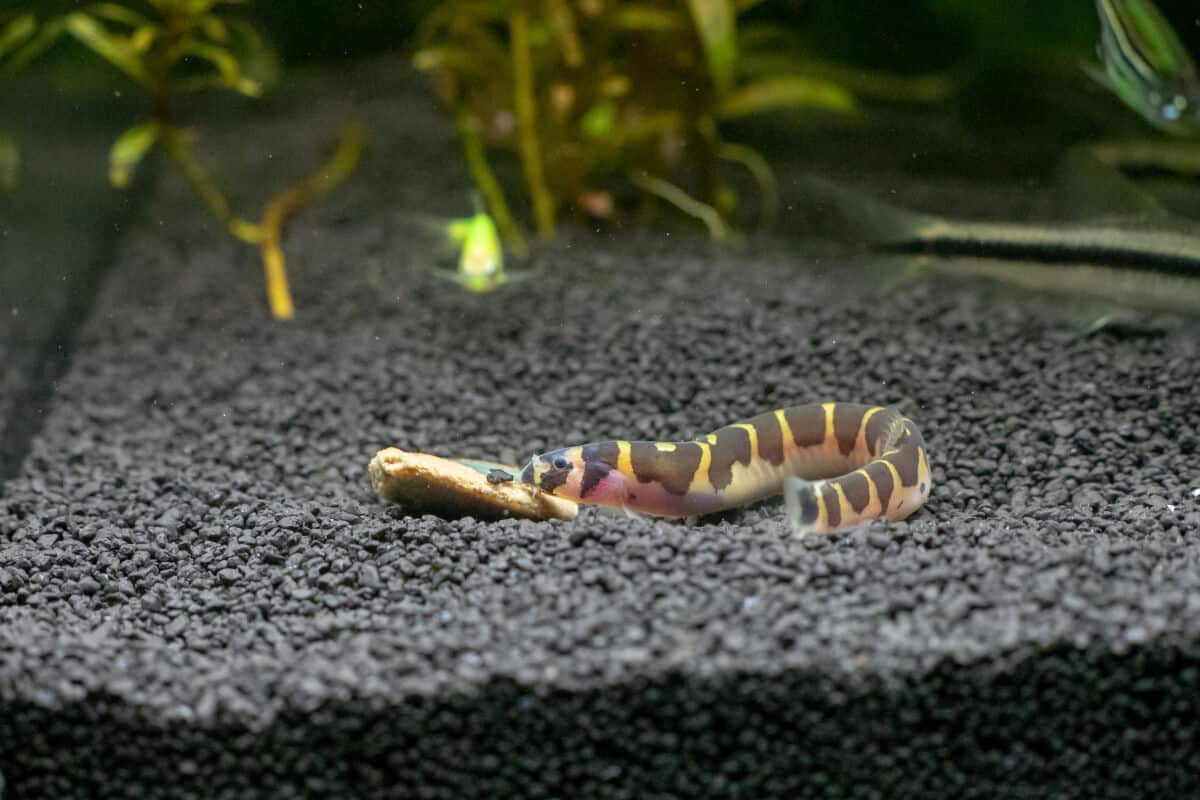 kuhli loach resting on black gravel