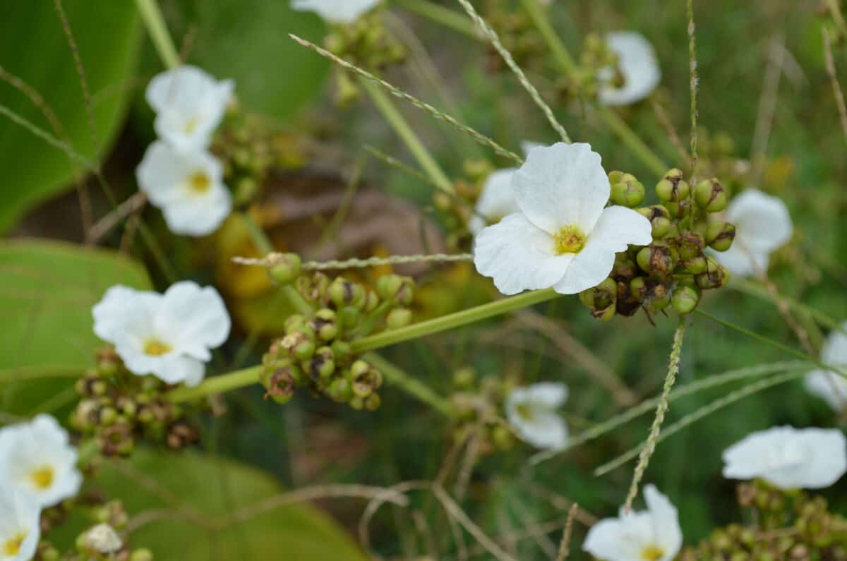 Flowering amazon Amazon sword aquatic plant