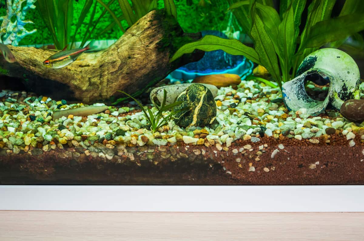 Amazon sword in a gravel bottom aquarium