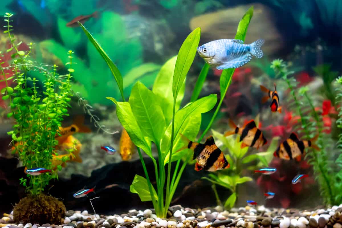 Close up of Amazon sword and a blue fish in an aquarium