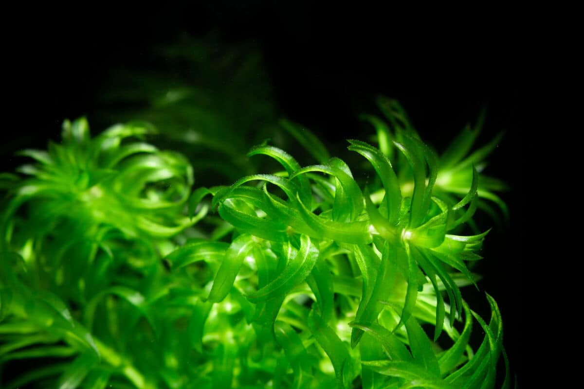 Close up of some Anacharis - Brazilian waterweed
